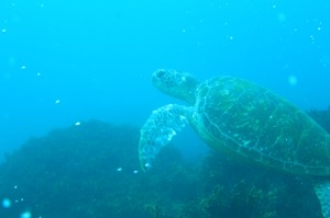 式根島3