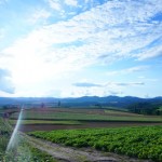 DSC00758-thumb-500x334-56528