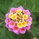 lantana-2360556_960_720