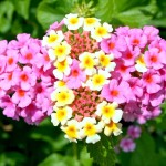 lantana-camara-53777_960_720