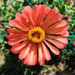 IMG_7850