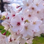 cherryblossom1