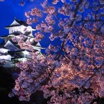 sakura_003